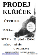 prodej kuřiček