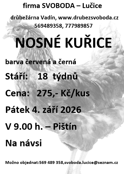 prodej kuřiček